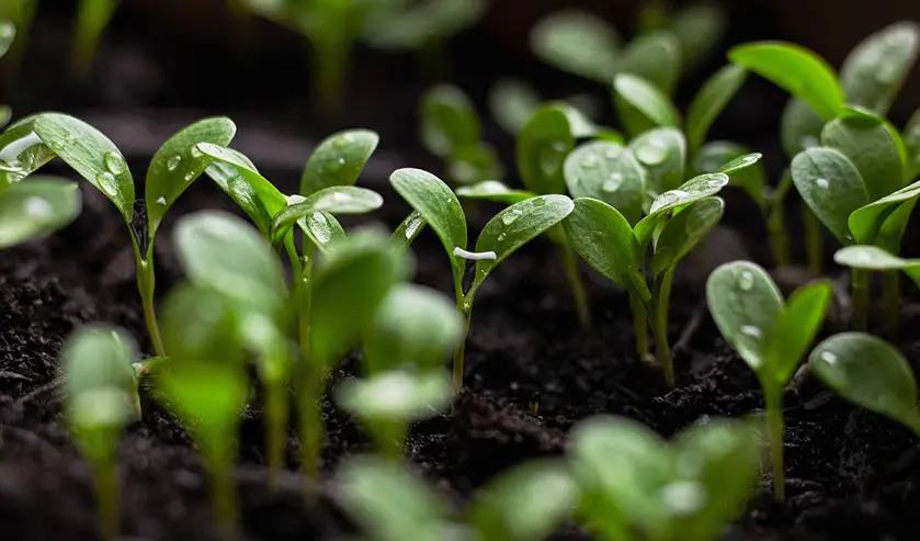 Sustainability visual